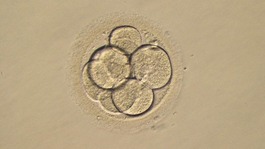 A three-day-old human embryo.