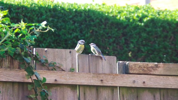 two blue tits on fence in the sun