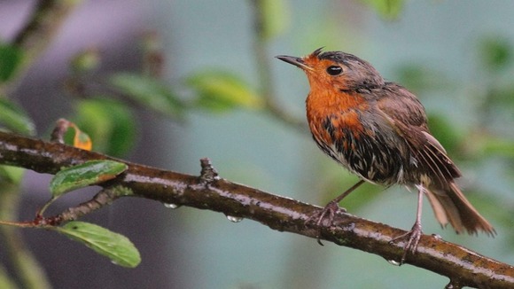 wet robin after being caught in the rain