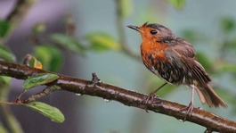 wet robin after being caught in the rain