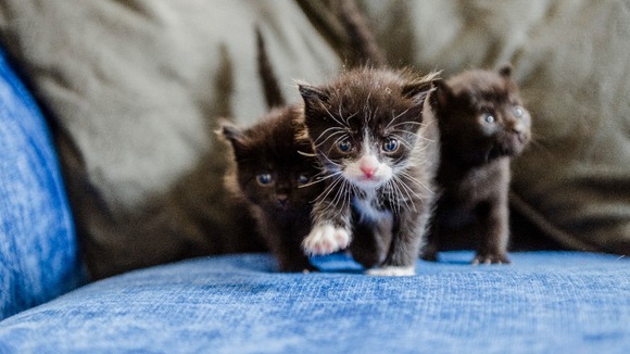 Furry friends