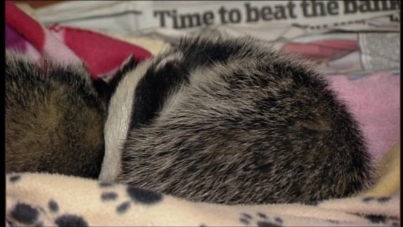 Badger