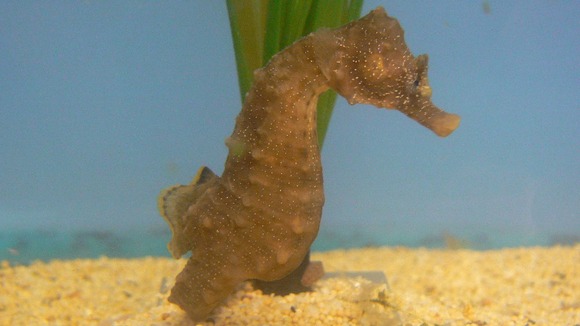Short snouted seahorse