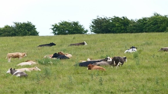Cows in Diseworth, Leicestershire.