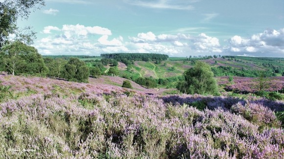 Cannock Chase heather