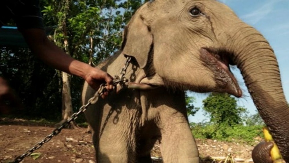 Elephant endangered from illegal logging dies - ITV News