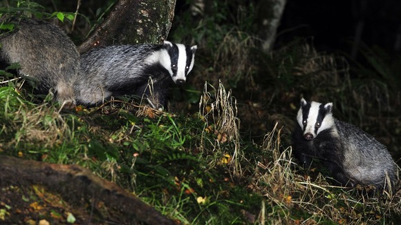 Badgers could be given the contraceptive pill to fight the spread of TB.