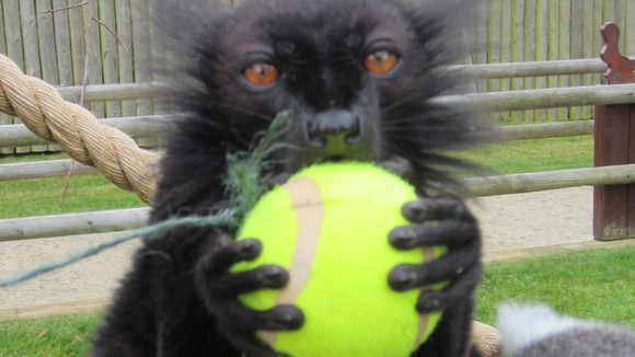 Lemur with tennis ball