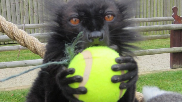 Lemur with tennis ball