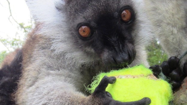 Lemur with tennis ball
