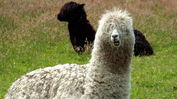 Llama in the sunshine