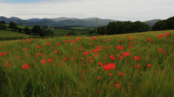 Poppies