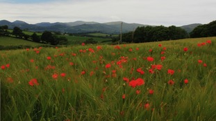 Poppy