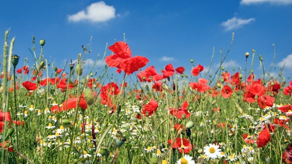 Flowers