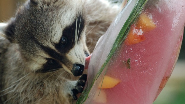 Raccoon