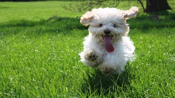 Cockapoo puppy running through the grass in the sun