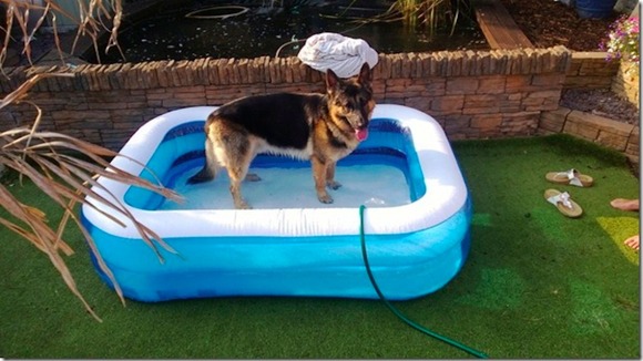 Alsation in paddling pool