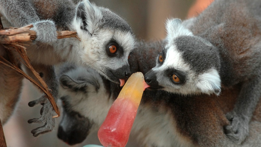 Lemurs lap up the lollies at Yorkshire Wildlife Park | Calendar - ITV News