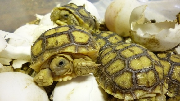 Sulcata Giant Tortoises hatchlings