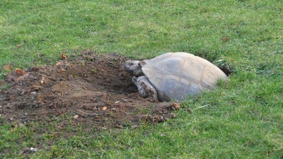 The female tortoise laying her eggs