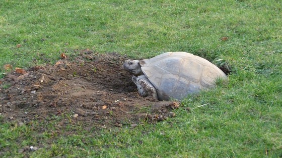 The female tortoise laying her eggs