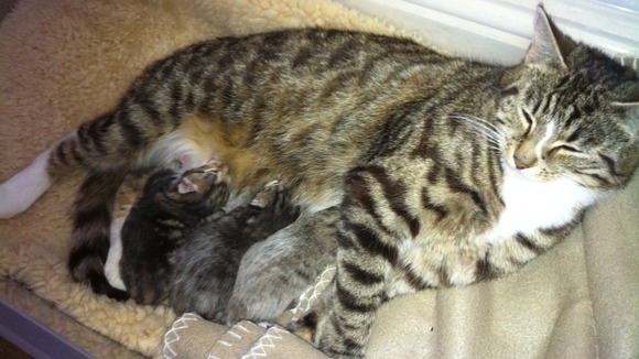 The three newborn kittens pictured with their mother.