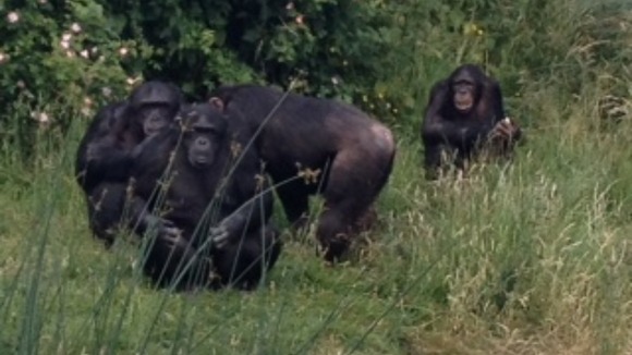 Chimpanzees, including Phil and Nikki, at ZSL Whipsnade Zoo