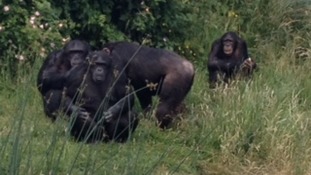 Chimpanzees, including Phil and Nikki, at ZSL Whipsnade Zoo