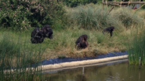 Chimpanzees at ZSL Whipsnade Zoo