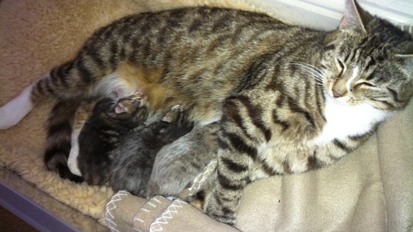 The three newborn kittens have been found hiding in a bedroom at the property.