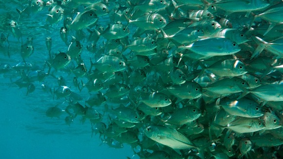 Omega-3 fatty acids are derived from fish oils