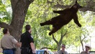 The tranquilised bear falls from a tree to a crash mat below
