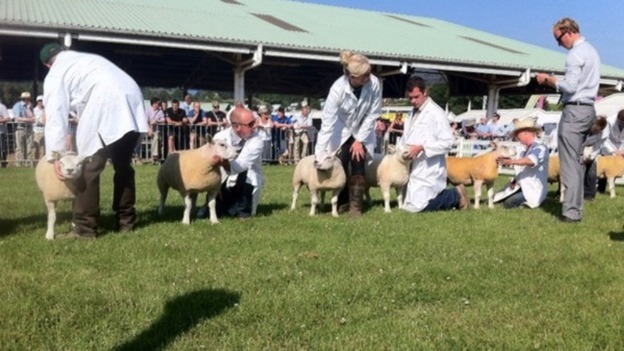 Judging the sheep on the showground