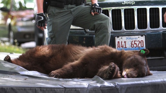 The tranquilised bear lies on a crash mat after falling from a tree.