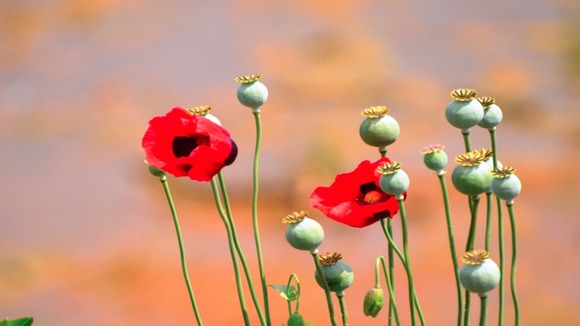 Poppies in sun.
