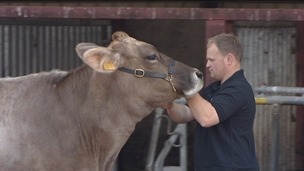 Brown Swiss Cow