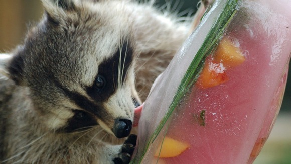 A raccoon tucks into a giant ice lolly at Drusillas Park.