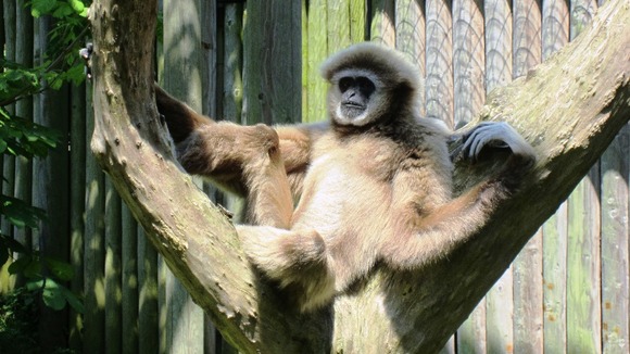 Ulu the lar gibbon sits back and relaxes in the sun at the zoo in East Sussex.