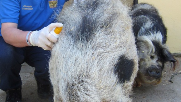 The pigs are doused with high-factor sun cream to stop them burning.