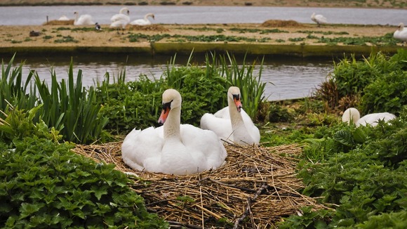 Swans on nest
