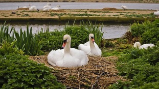 Swans on nest