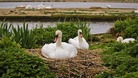 Swans on nest