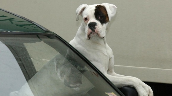 Dog hanging out of a car window - he might be better using the air-con.