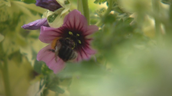 Bee in a flower