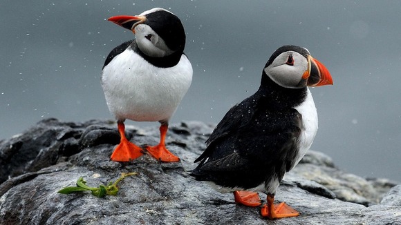 Puffins.