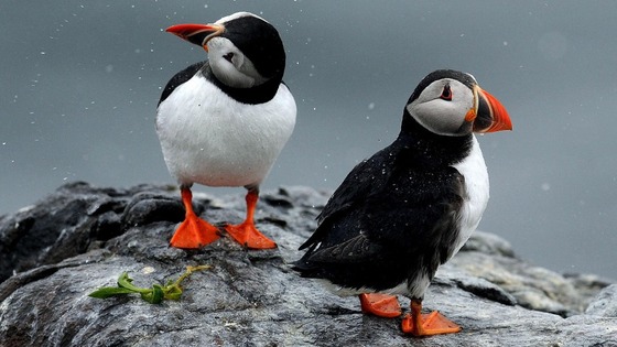 Puffins.