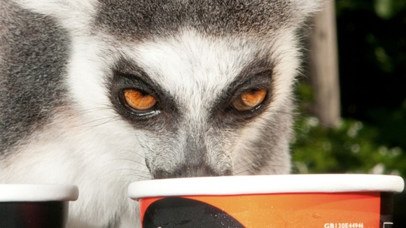 Lemur