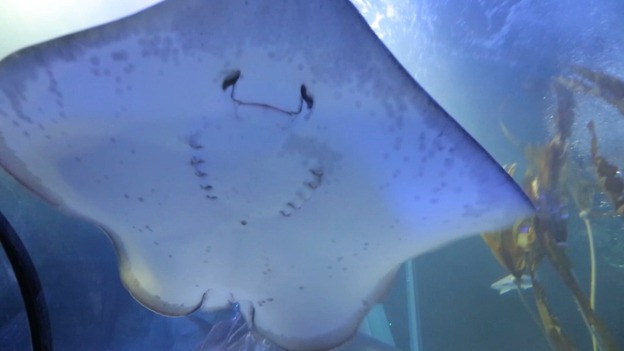 Ray