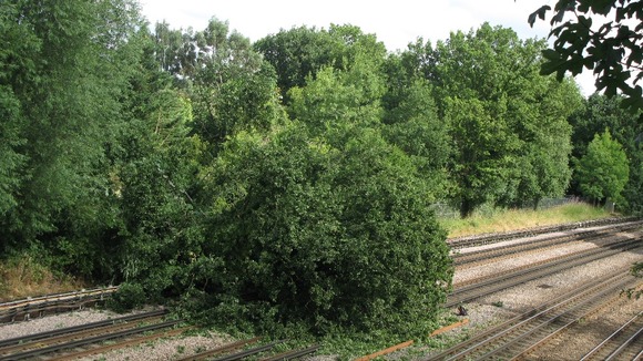 Tree fallen on the Metropolitan Line