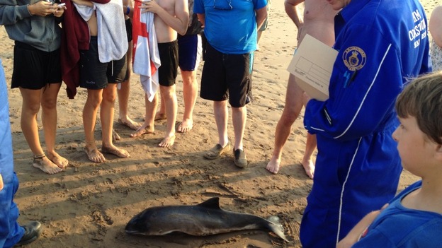 Porpoise in Minehead